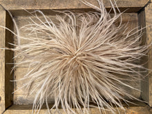 Lade das Bild in den Galerie-Viewer, Brosche Filou